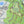Ohiopyle Laurel Highlands Purple Lizard Recreation Map