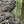 Ohiopyle-Laurel Highlands Lizard Map: Pennsylvania