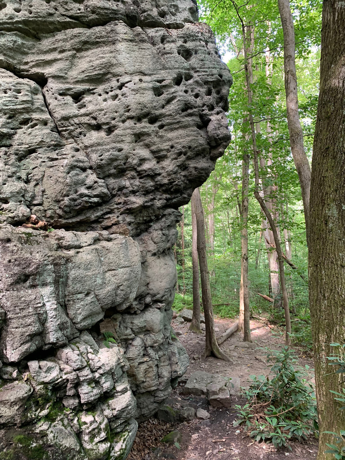 Ohiopyle-Laurel Highlands Lizard Map: Pennsylvania