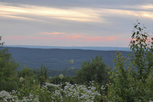 Rothrock Lizard Map, Pennsylvania