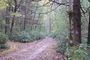 Longwell Draft Road Dual Sport Motorcycle Trail Bald Eagle State Forest