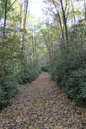 Trail in Rothrock State Forst in Fall. Photo by Purple Lizard Maps