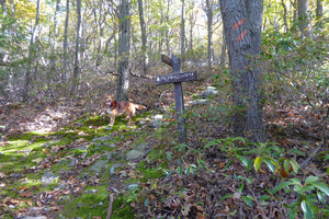 Big Valley Vista Mid State Trail Bald Eagle State Forest