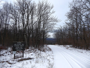 Hook Natural Area Bald Eagle State Forest