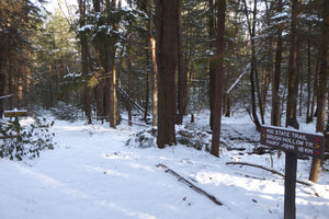 Mid State Trail Bald Eagle State Forest