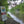 Cheat River, West Virginia: Photo Purple Lizard Maps