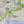 Ohiopyle Laurel Highlands Purple Lizard Recreation Map