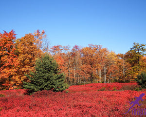 Blueberries in Fall Quehanna Wild Area Purple Lizard Moshannon Quehanna Map