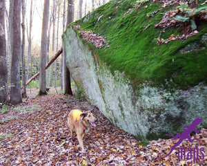 Moshannon Rocks on Moshannon Quehanna Purple Lizard Map