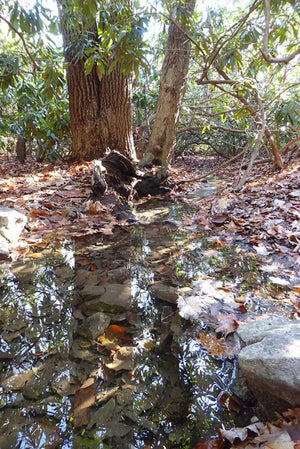 Creek in Michaux State Forest Spring: Photo Purple Lizard Maps