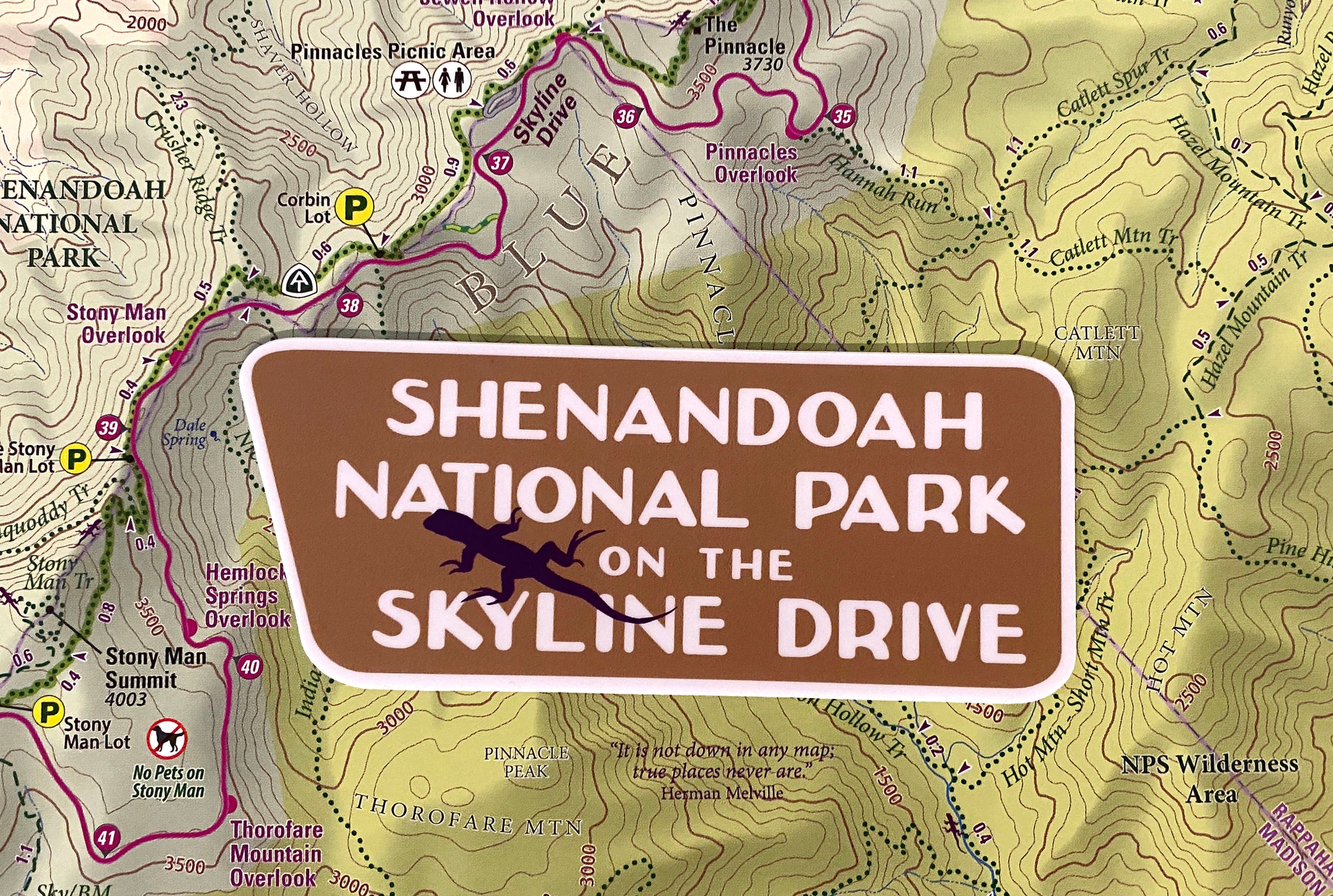Shenandoah Skyline Drive Lizard Sticker