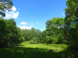 Sunny Campsite Bald Eagle State Forest