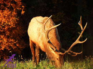 Elk grazing along Elk Scenic drive near Benezette PA on Moshannon Quehanna Purple Lizard Map