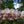 Mountain Laurel: Pennsylvania Summer!