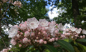 Mountain Laurel: Pennsylvania Summer!