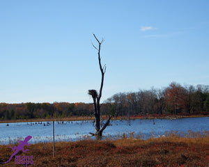 Quehanna View Quehanna Wild Area Purple Lizard Moshannon Quehanna Map