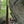 Ohiopyle-Laurel Highlands Lizard Map: Pennsylvania