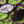 Purple Lizard Patches