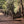 Cook Forest Cathedral