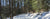 Rothrock Roads Winter